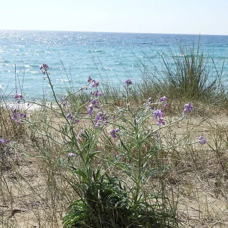 Acacia Sul Mare 아파트