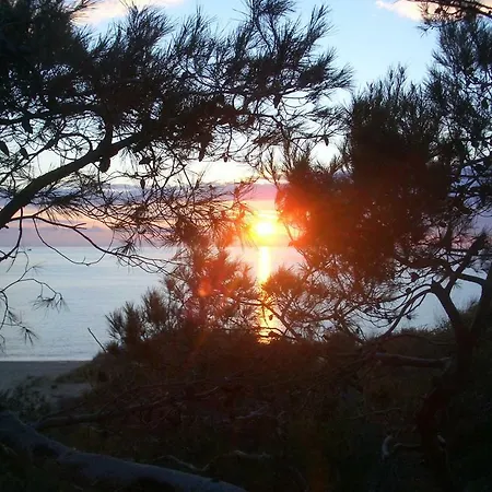 Acacia Sul Mare *